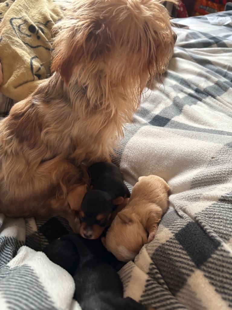 Gorgeous Yorkshire terriers (choco and gold dust)