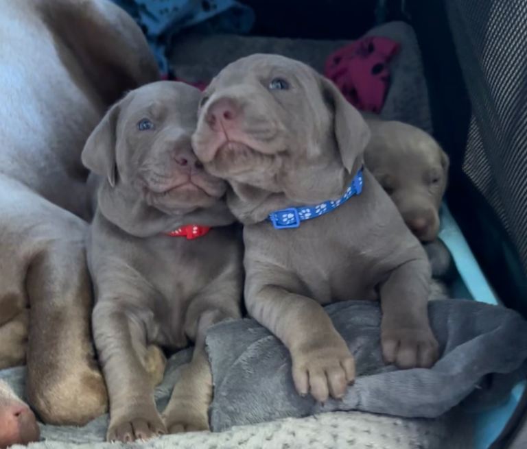 WEIM X DOBERMAN CHAMPION BLOODLINE PUPS