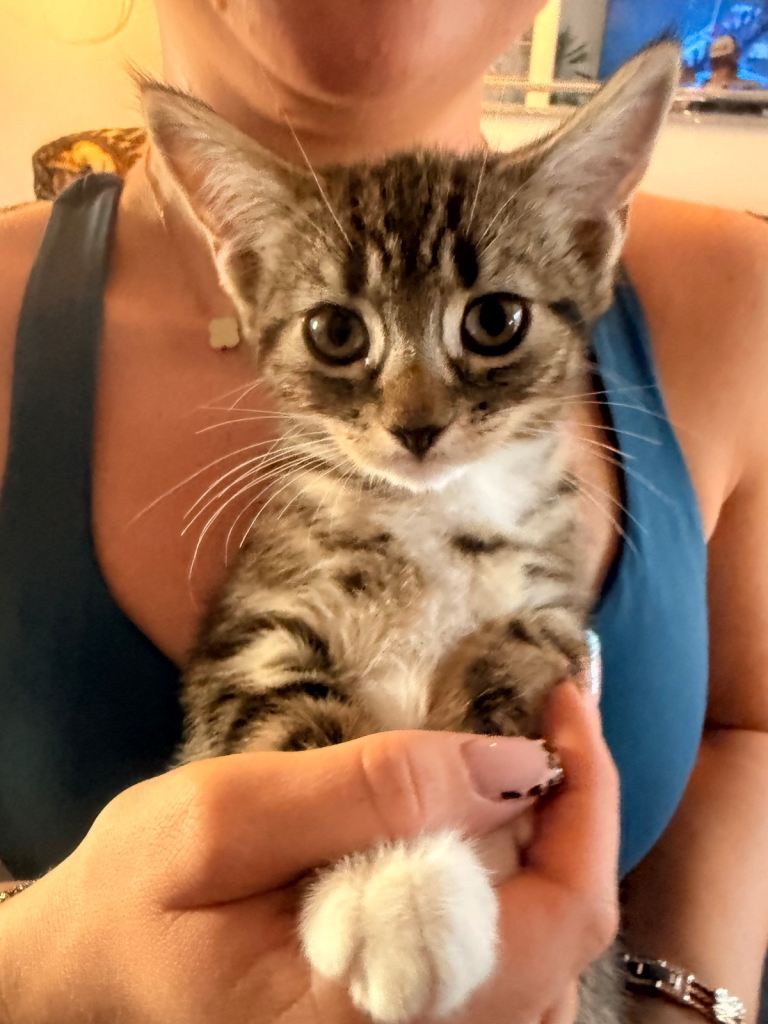 Gorgeous Kittens looking for their forever home!!