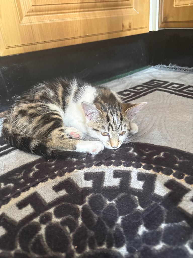 Kitten  looking for her home ❤️