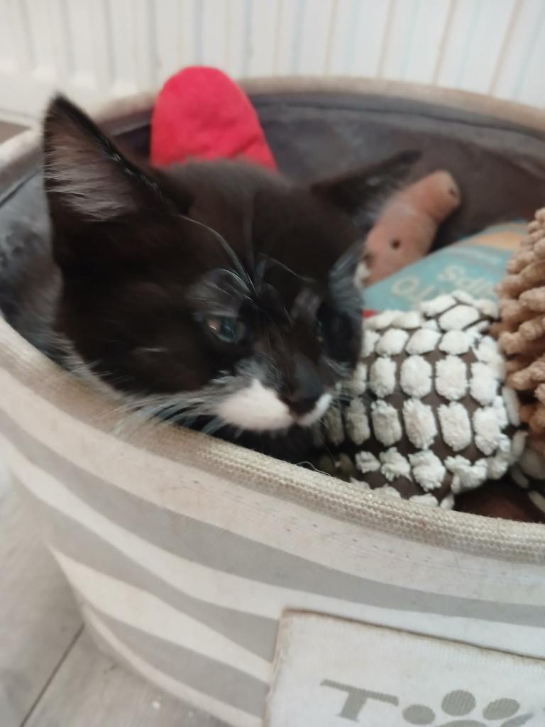 5 male kittens 