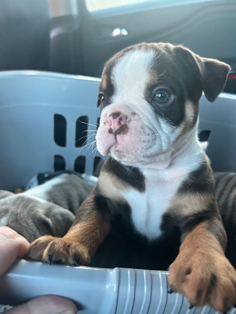 Olde English bulldog puppies 
