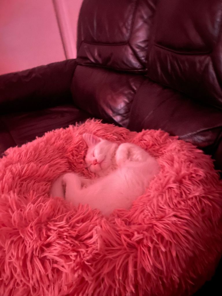 GORGEOUS WHITE FLUFFY KITTEN