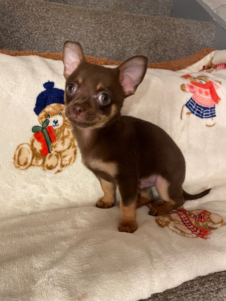 Chihuahua Puppies 