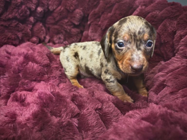 Miniature Dachsund puppies 