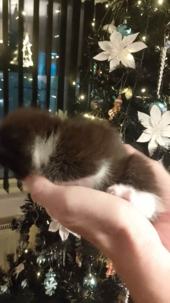 Fluffy playful kittens