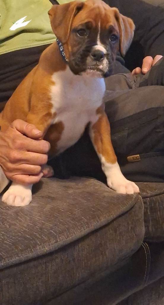 Boxer puppies 