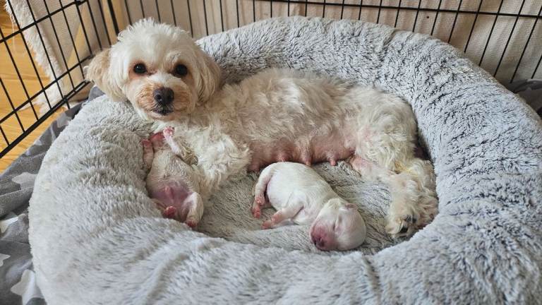 Teddy Bear Maltese x Bichon Puppies