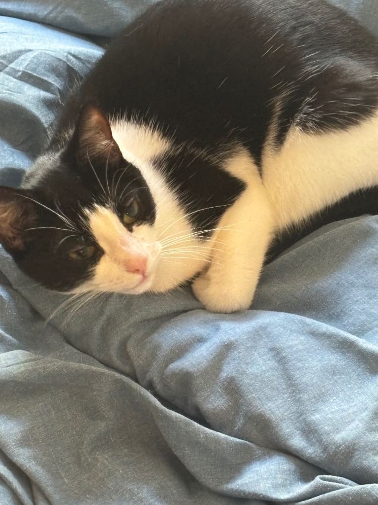 Two female house cats 4 years old