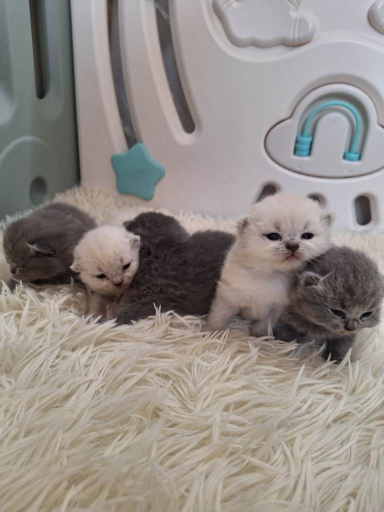 Adorable BSH kittens, London