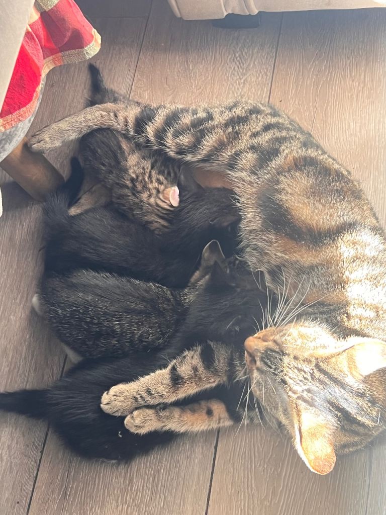 kittens for sale 