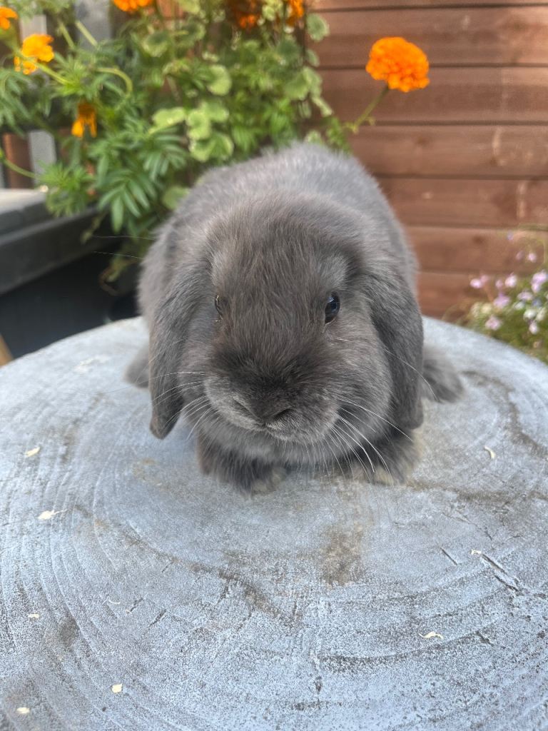 Stunning litter of mini lops ready now 