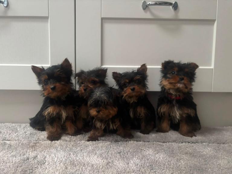 Yorkshire terrier puppies 