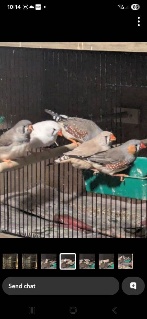 Zebra Finches 