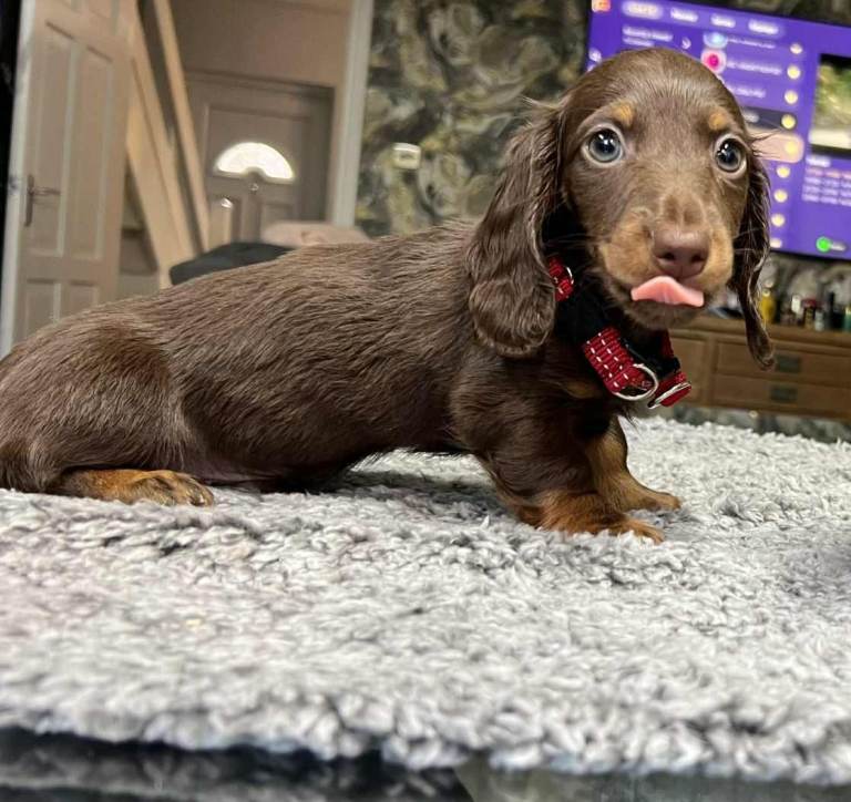  📢 REDUCED Last  miniature longhaired dachshund boy