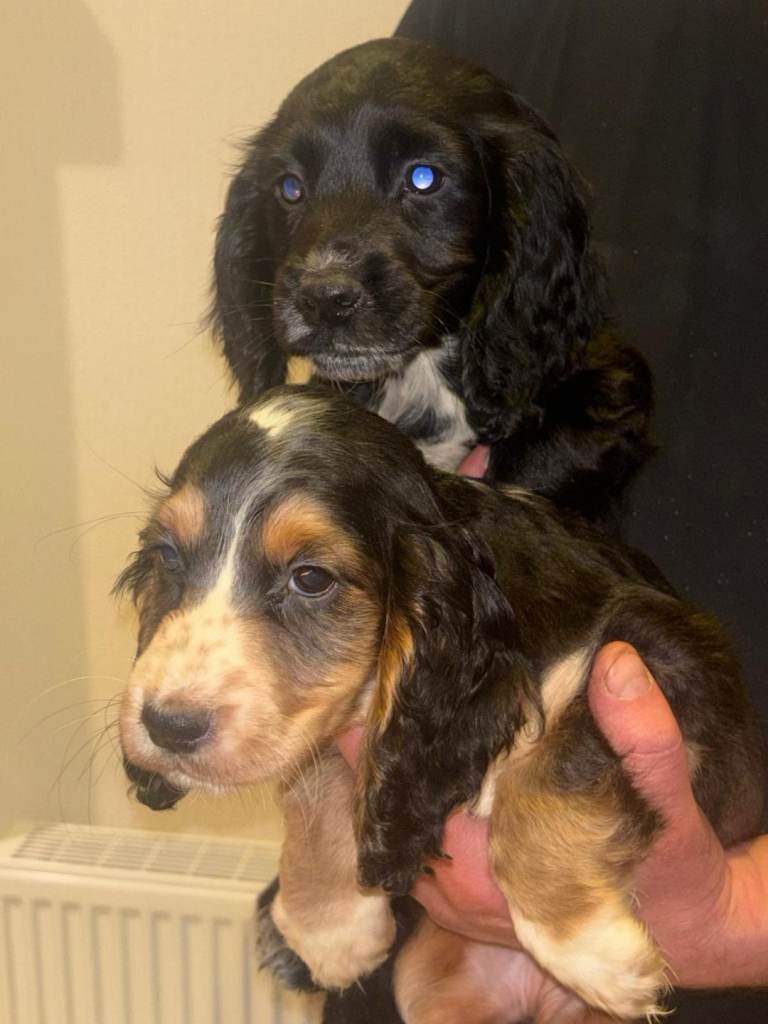 Tri coloured cocker spaniel puppies