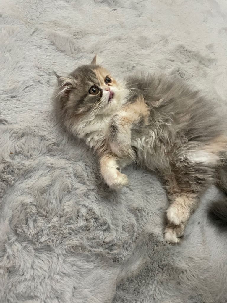 Persian kitten 
