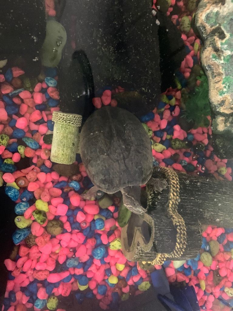 Dwarf turtle