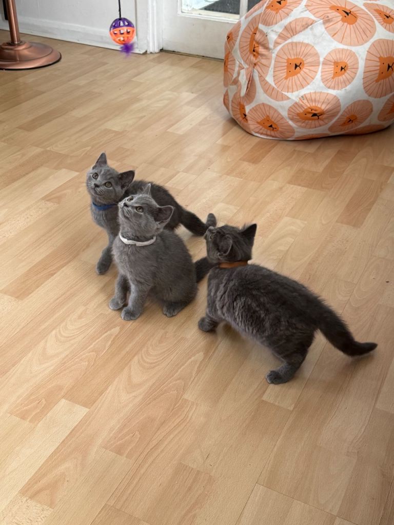 British shorthair kitten