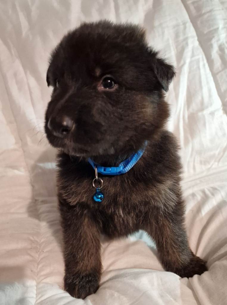 German shepherd puppies