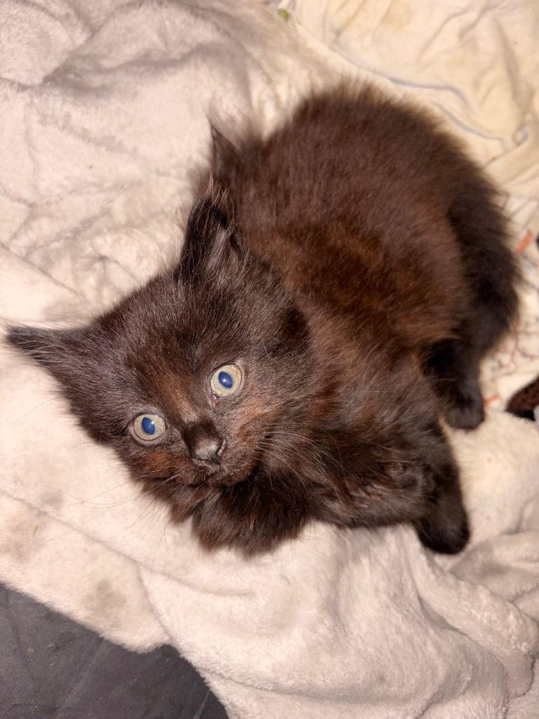 Bombay fluffy kittens