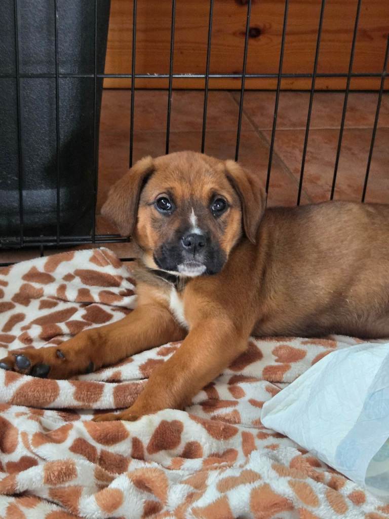 !Last 1! Boxweiler pups ( rottweilerxboxer) 