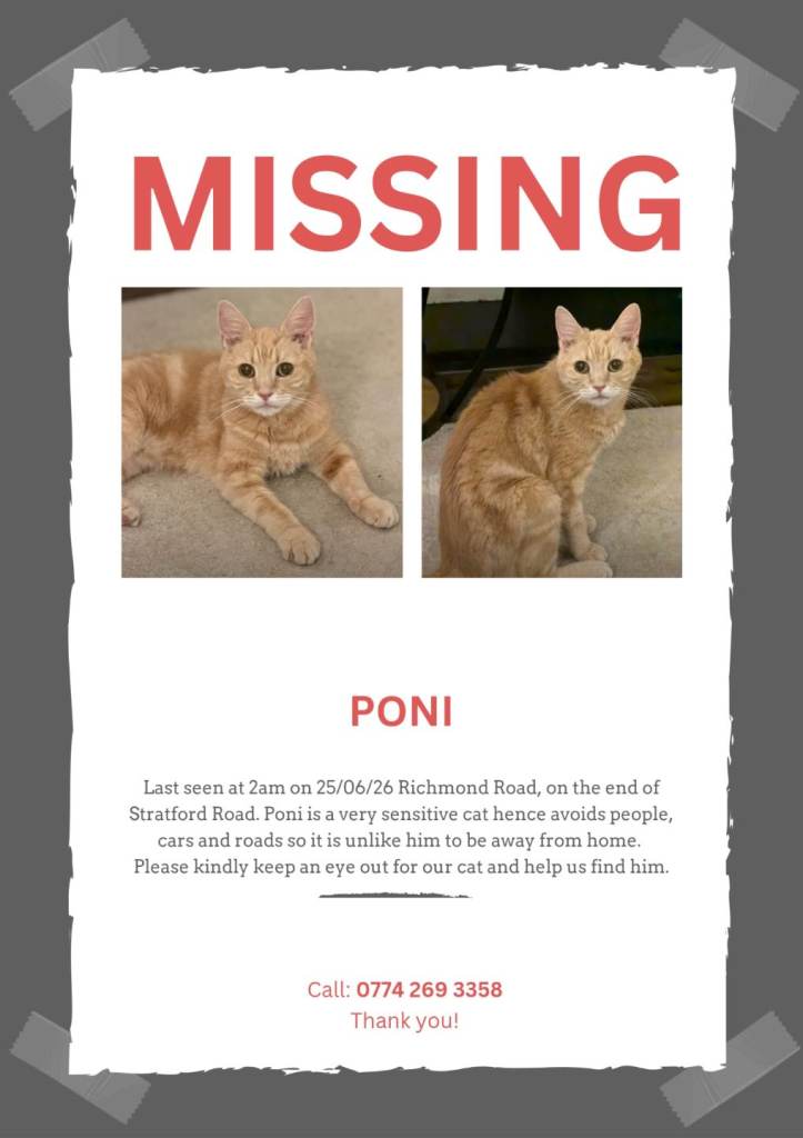 Missing Cat 