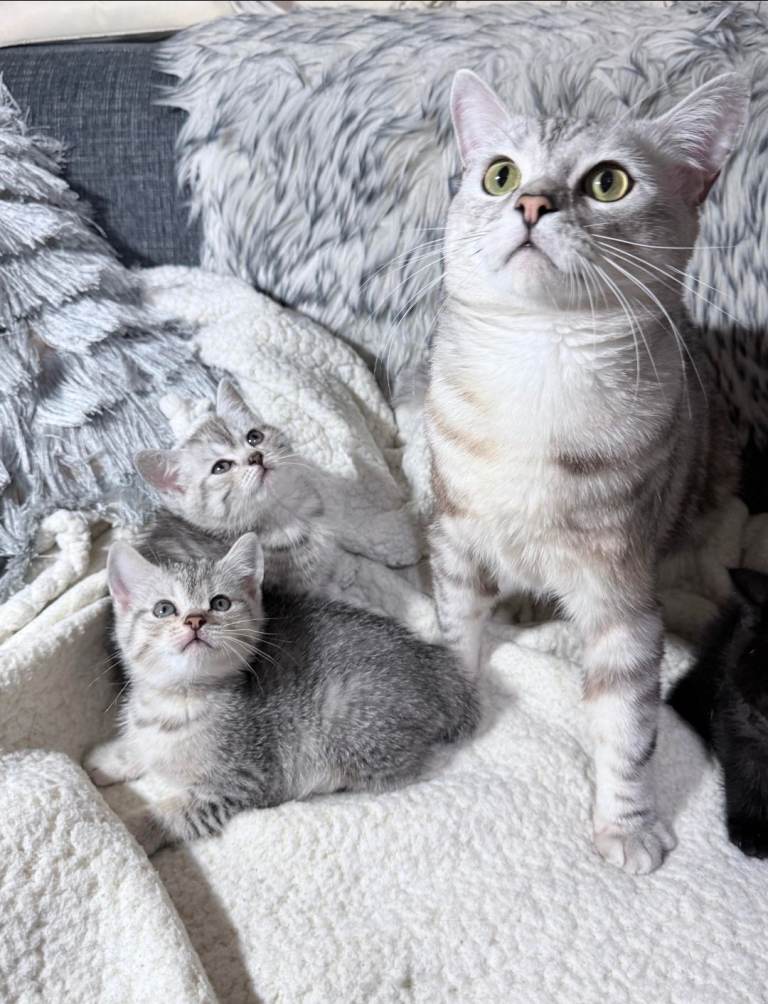 British shorthair kittens