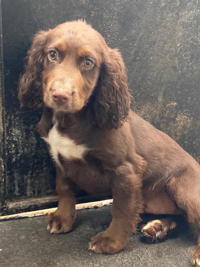 Cocker spaniel puppies