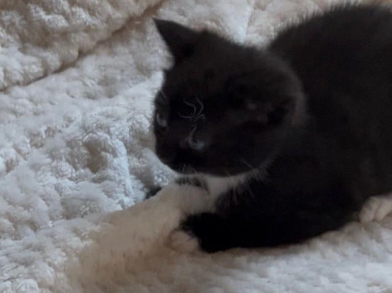 Kittens for sale North London