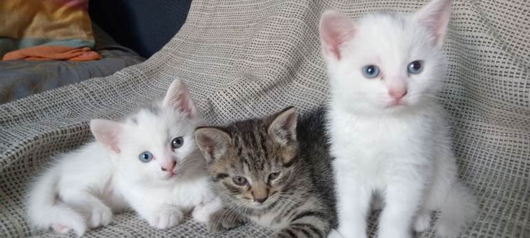 🐾 Beautiful Kittens Ready for Their New Homes! 🐾