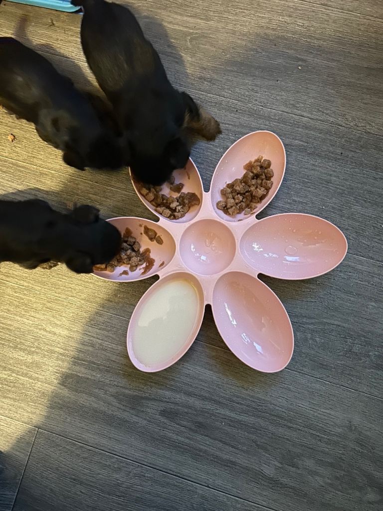 Yorkshire terrier puppies 