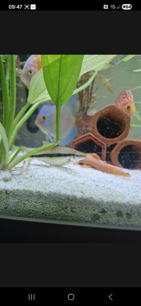 Discus x4