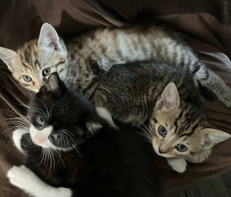 Kittens