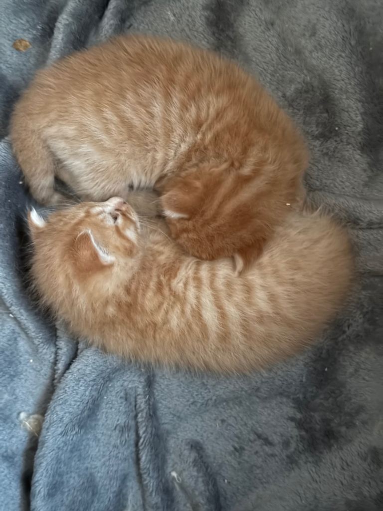 2 orange boys. 