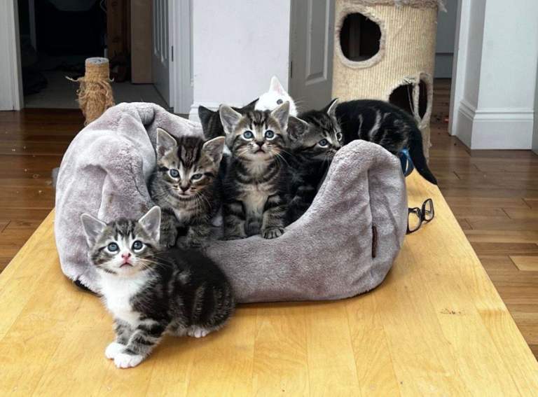 Fluffy Tabby & Shorthaired Kittens Friendly 