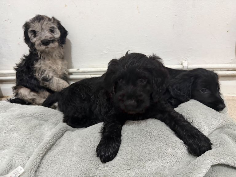 Beautiful cockerpoo puppies 