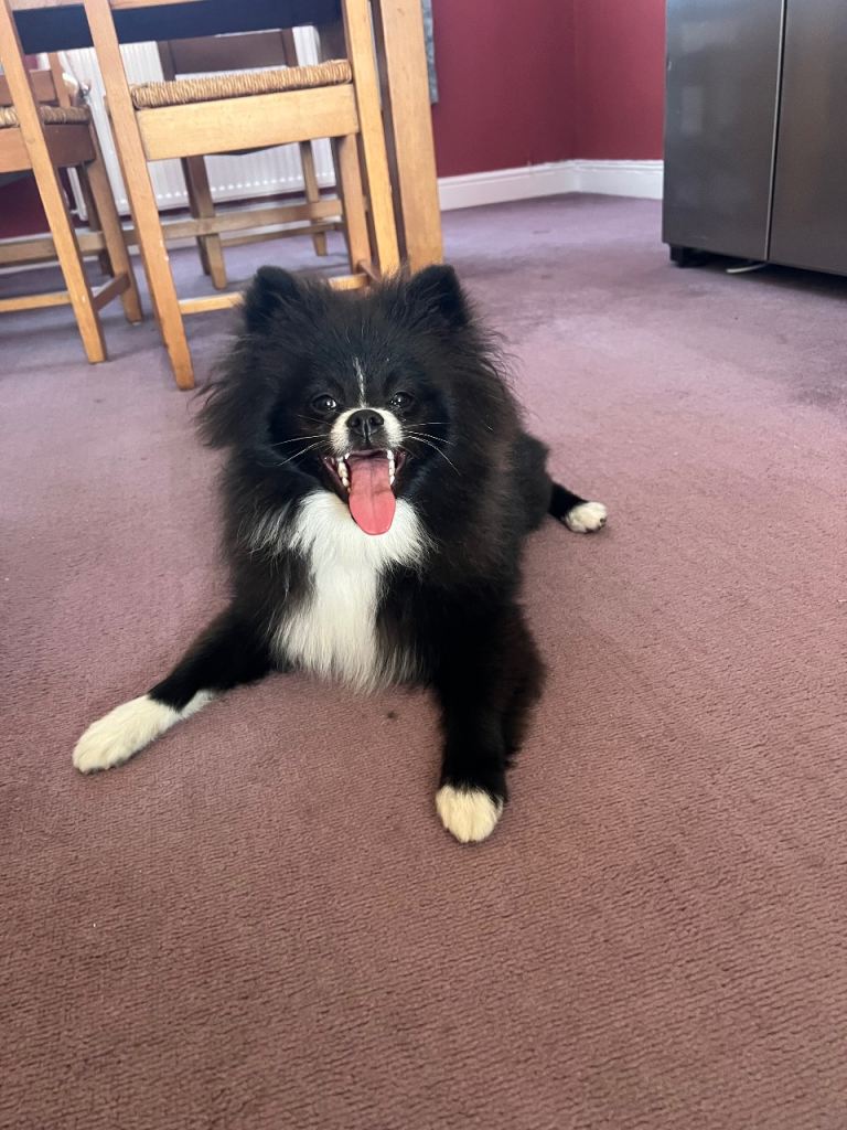 Amazing puppy for rehomeing