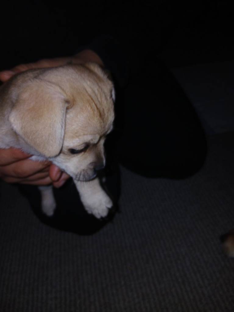 Female puppy looking for loving forever home.