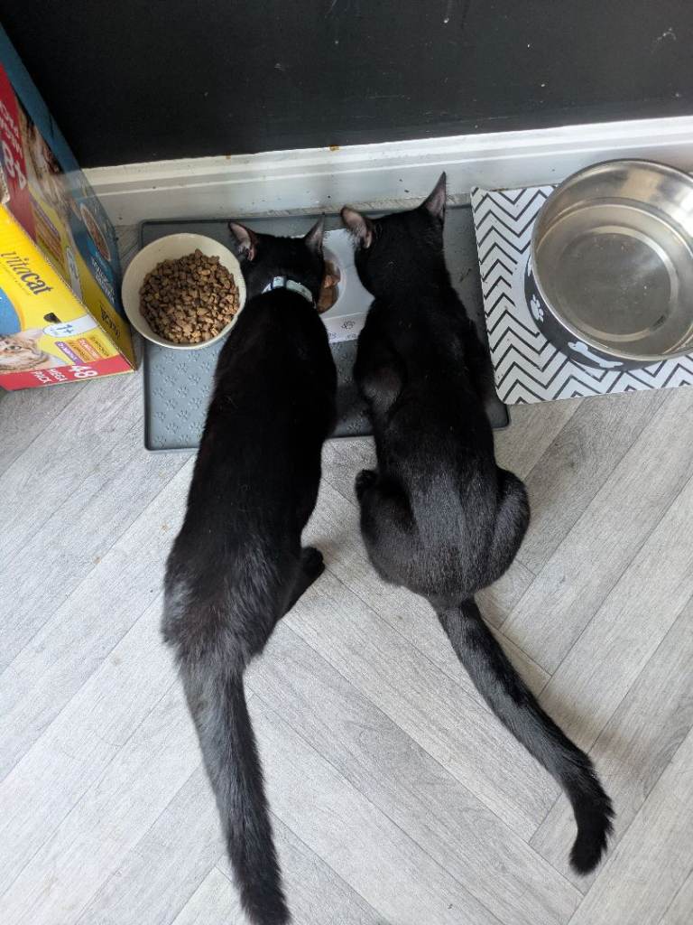 Bengal cross siblings 