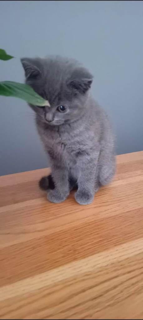 female kitten