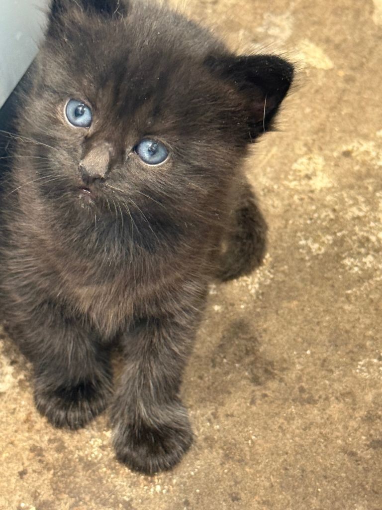 Beautiful fluffy kittens