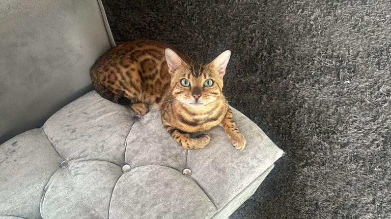 Pure full bengal male cat.  