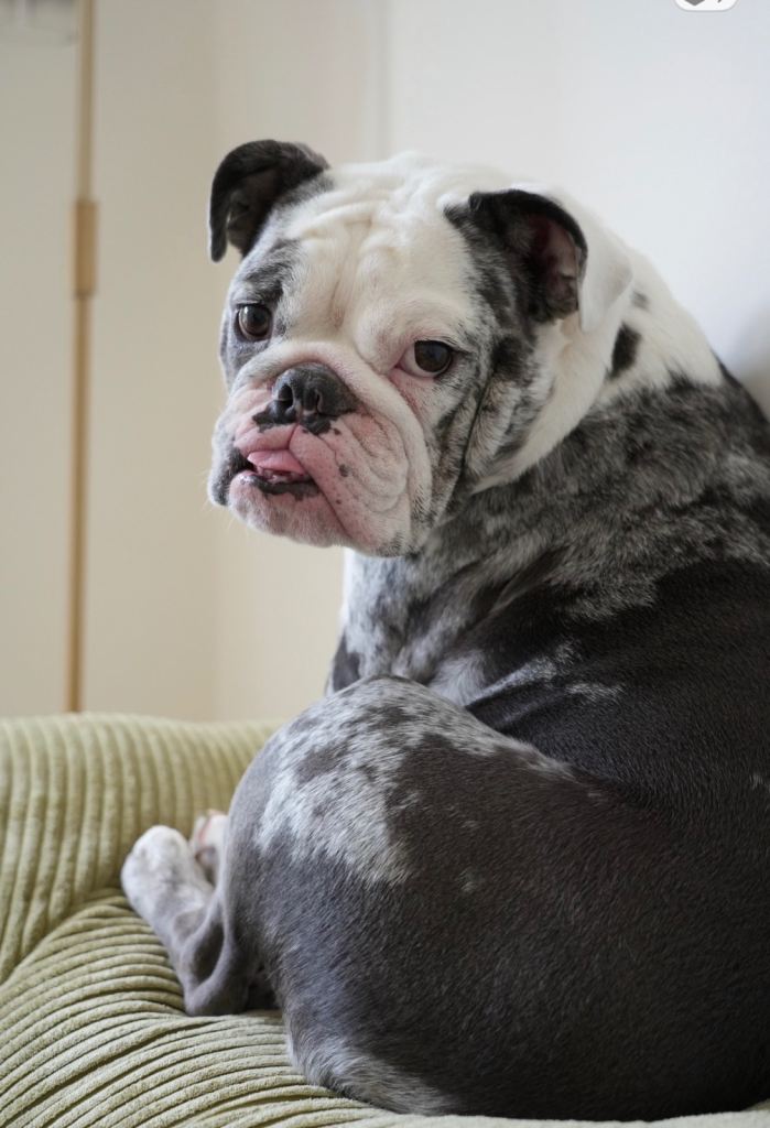 Wesley - Loving Dog Seeking Experienced, Single-Dog Home