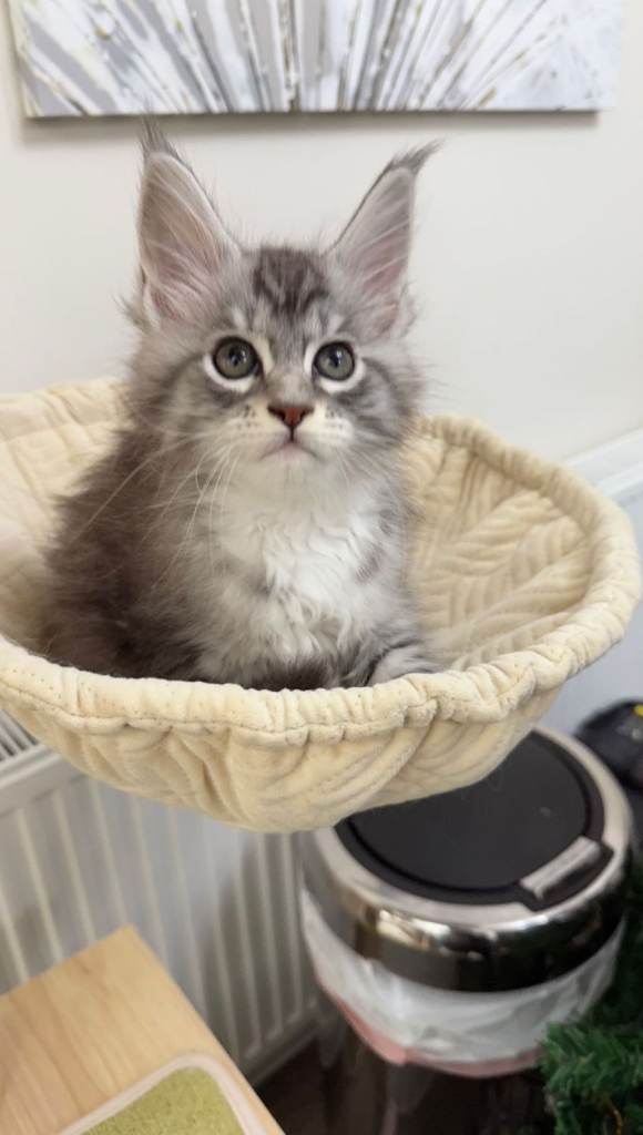 (Only TWO LEFT) Purebred Maine Coon Kittn girls