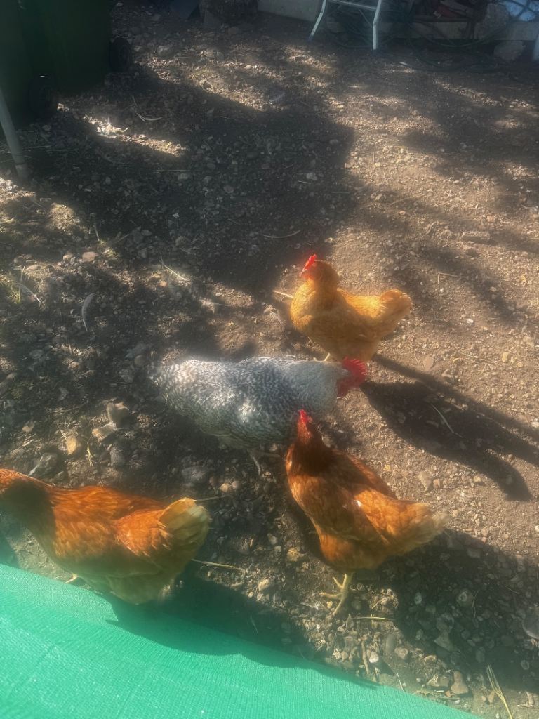 4 chickens and 1 Roster