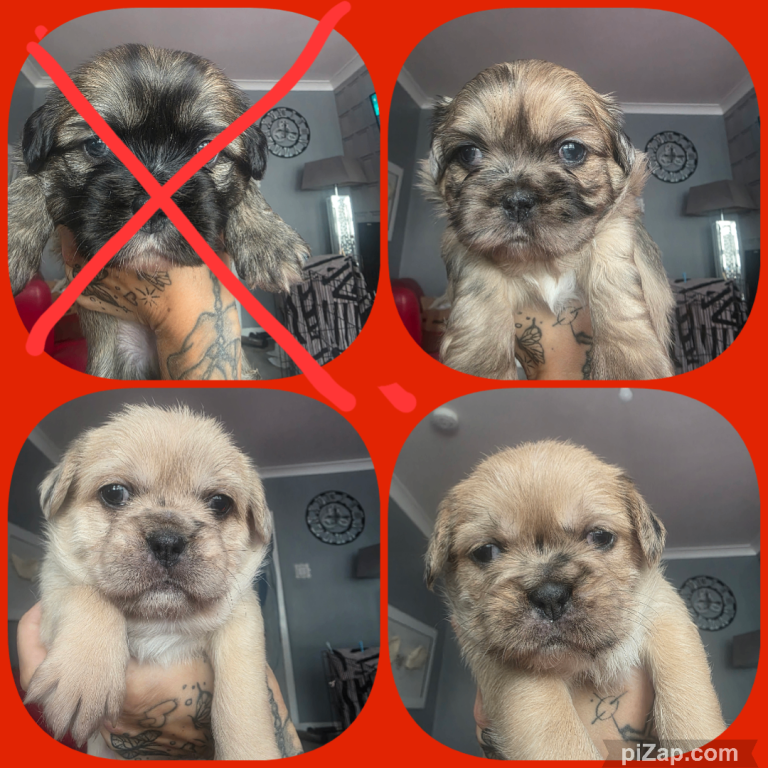 French bulldog tzu 7 weeks old 3 girls left