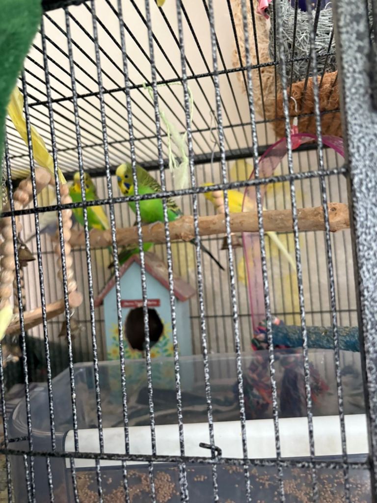 BUDGIES FOR SALE