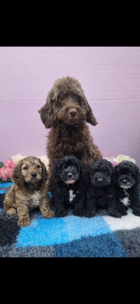 Cockapoo Puppies