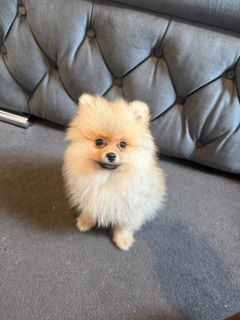 Pomeranian puppy 